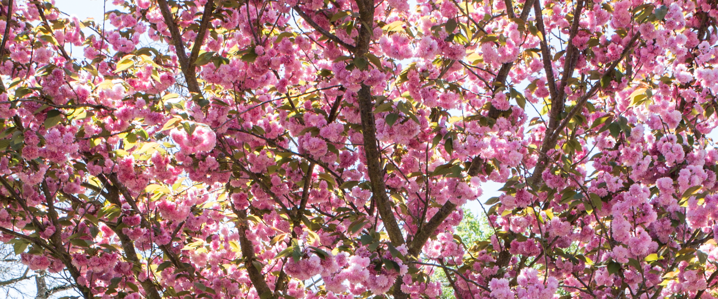 banner_pink_flowers