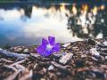 Purple flower by lake