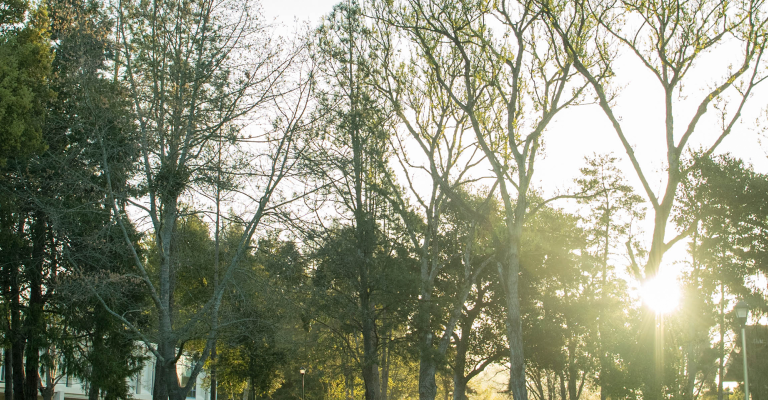 banner_green_tree
