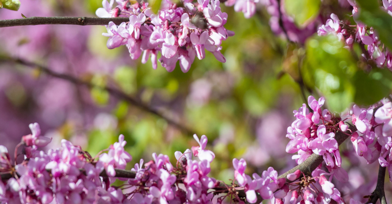 banner_purple