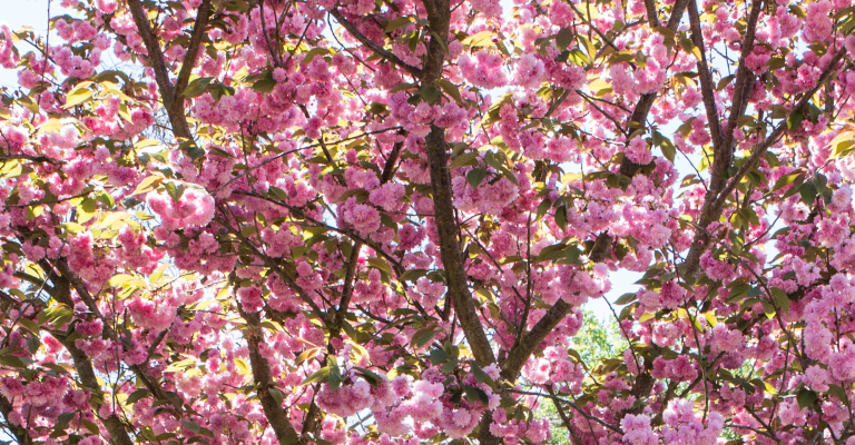 banner_pink_flowers