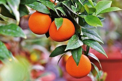 oranges