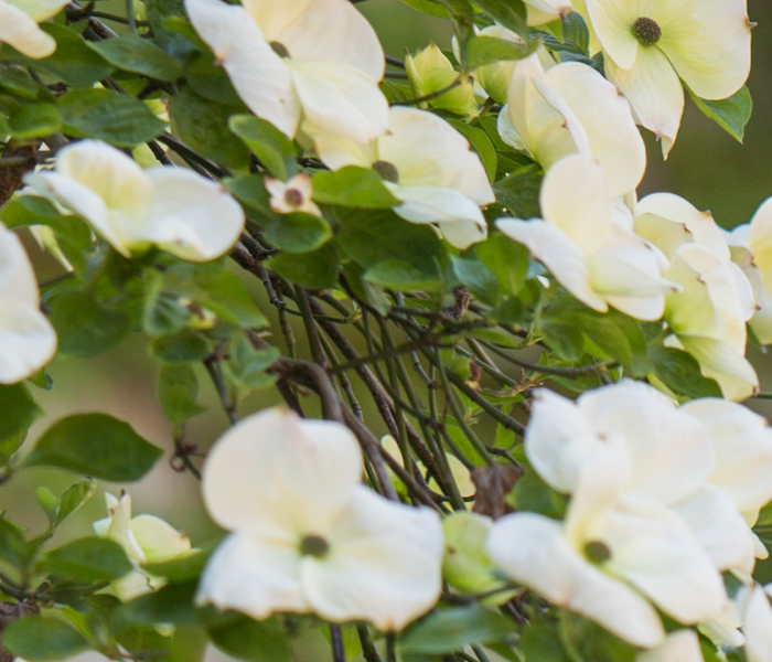 banner_flower_white
