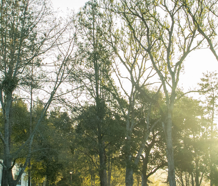 banner_green_tree