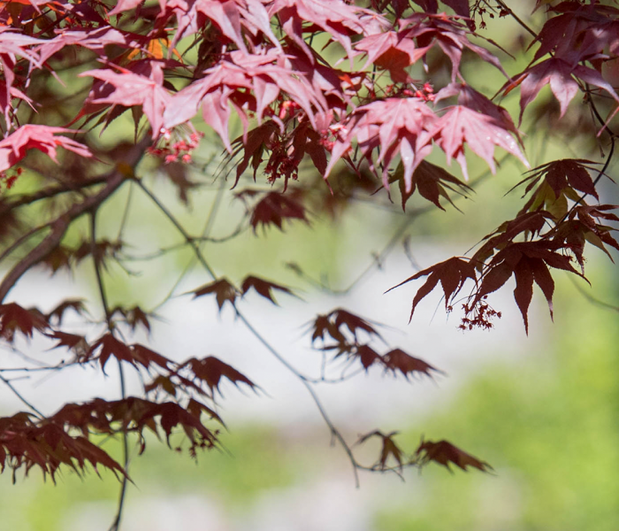 banner_leaves