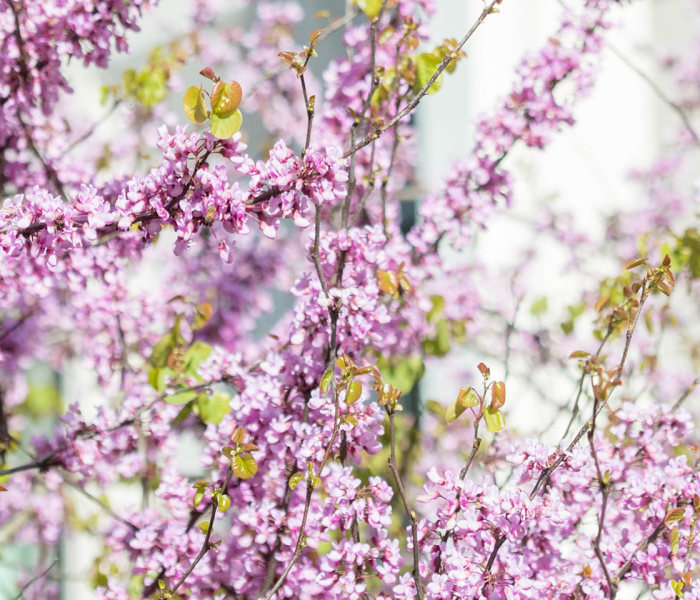 banner_pink_tree