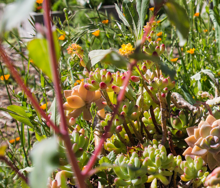 banner_plants