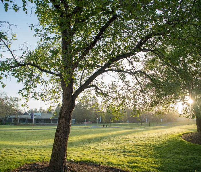 Tree and lawn area on SSU campus