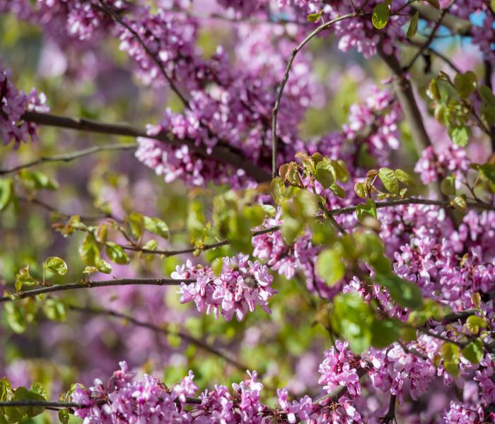 Pink Blossoms