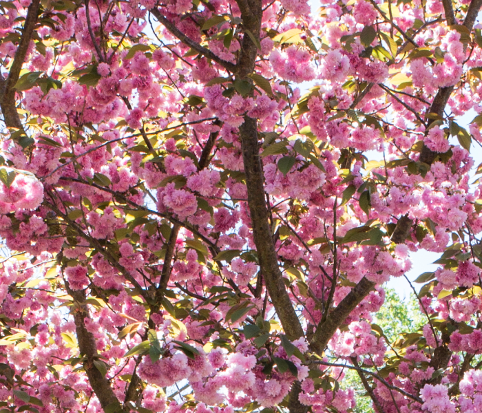 banner_pink_flowers