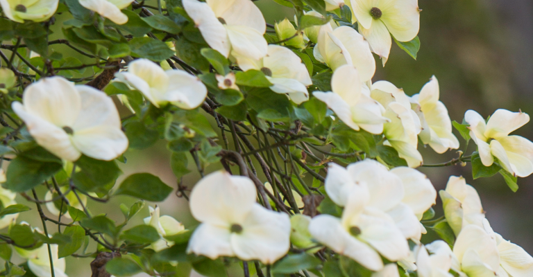 banner_flower_white