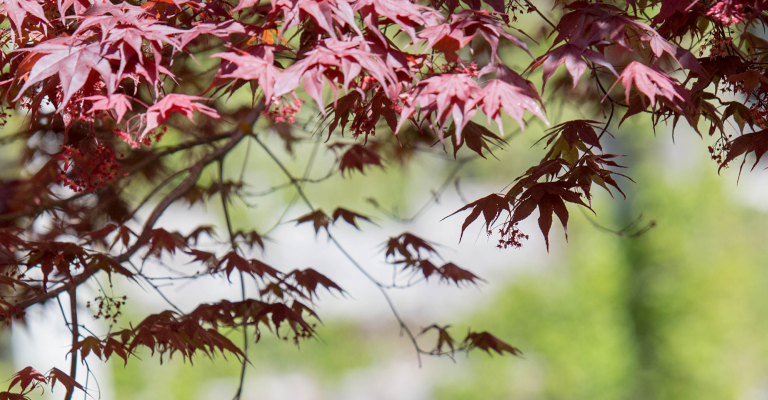 banner_leaves