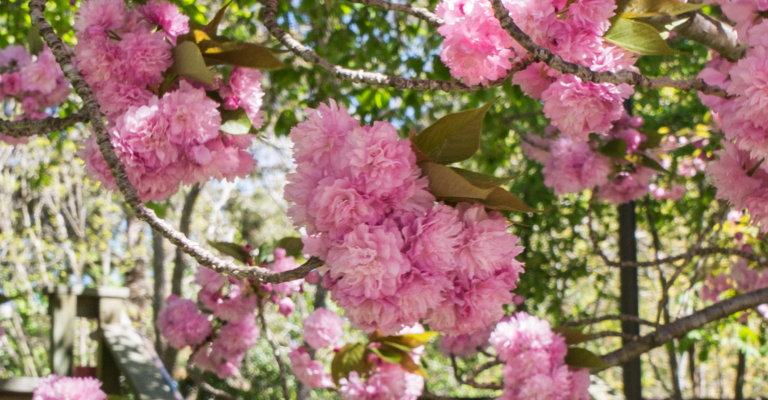 banner_pink
