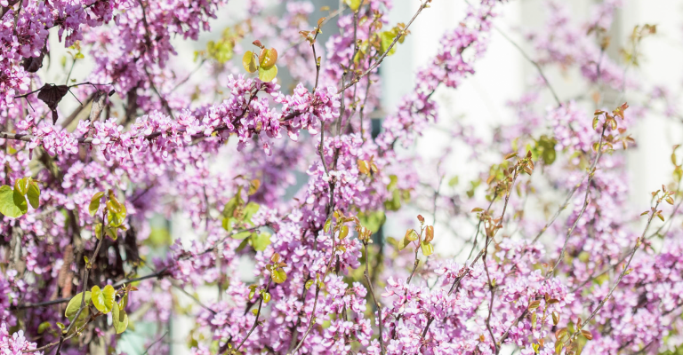 banner_pink_tree