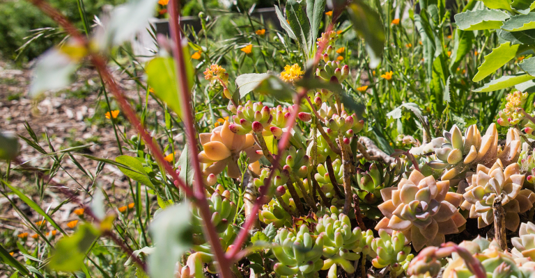 banner_plants