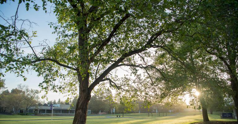 Tree and lawn area on SSU campus
