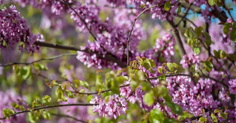 Pink Blossoms