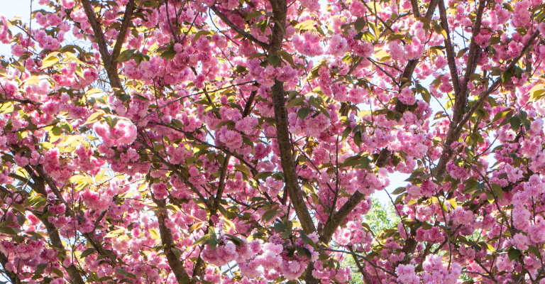 banner_pink_flowers